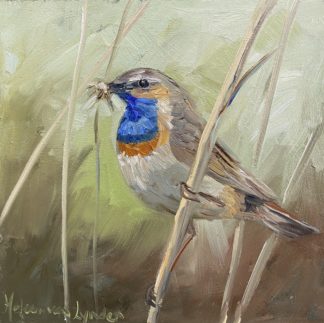 Blauwborst, bluethroat vogel, vogelschilderij, Heleen van Lynden, olieverfschilderij